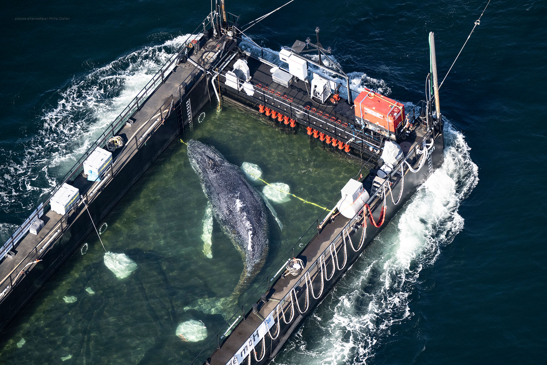 Foto des Buckelwals Hope in der Transport-Barge